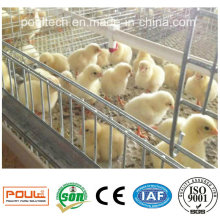 Automatische Pullet Farm Layer / Broiler / Pullet Chicken Cage